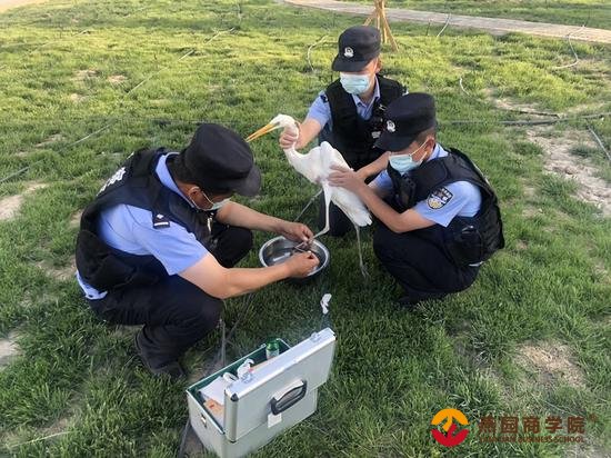 新疆民警成功救助国家二级保护动物白鹭（图）